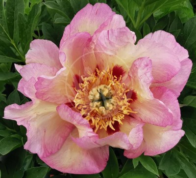 Pastel Splendor IMG_20200530_121042upr